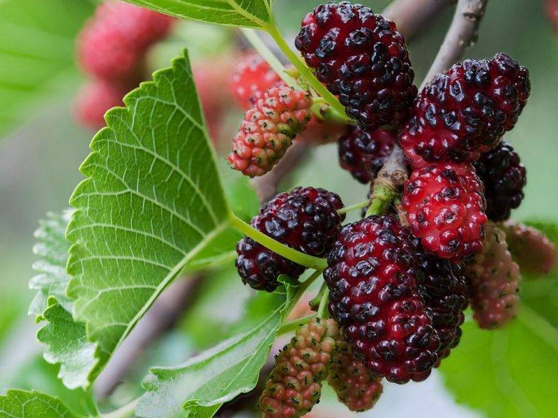 Шелковица купить саженцы из питомнике в Абакане