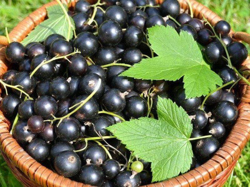 Смородина купить саженцы из питомника в Абакане