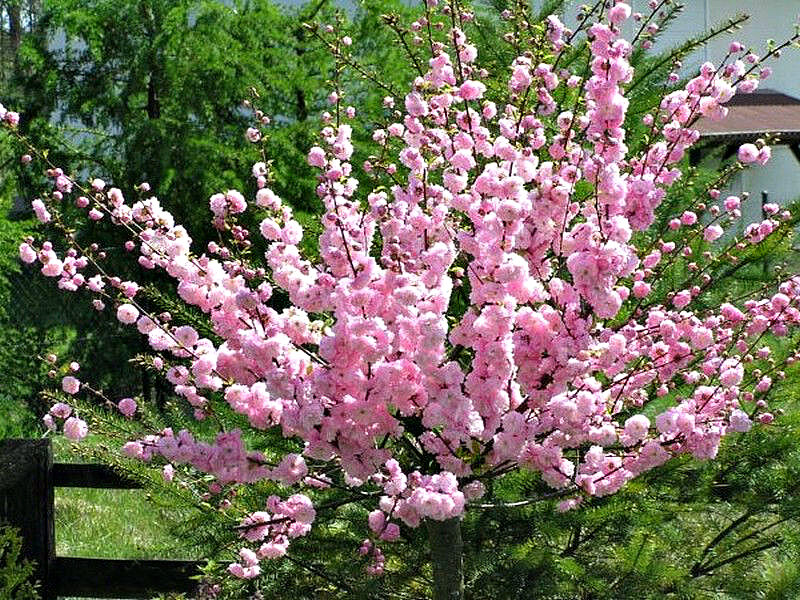 Миндаль купить саженцы из питомника в Абакане