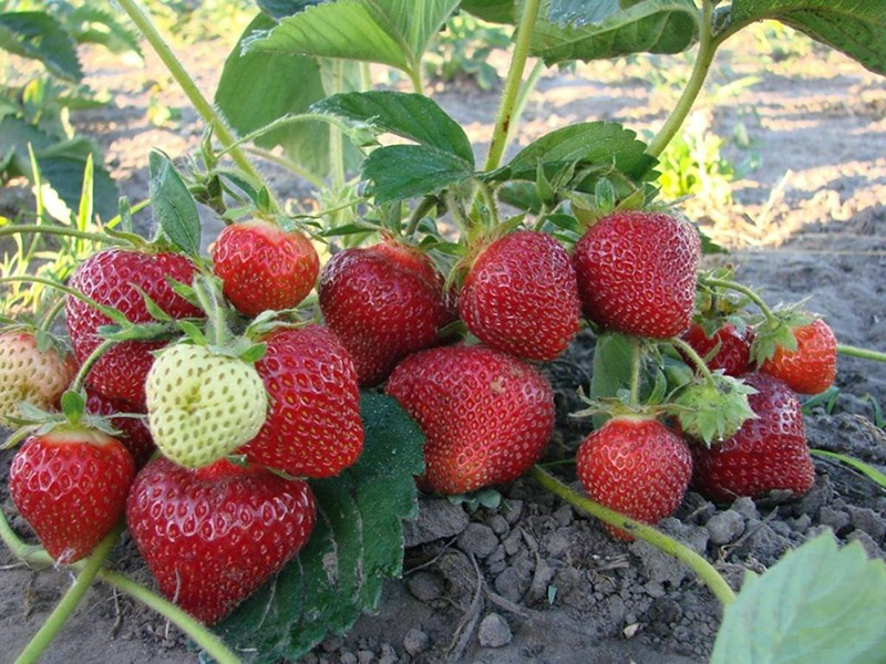 Клубника купить саженцы из питомника в Абакане
