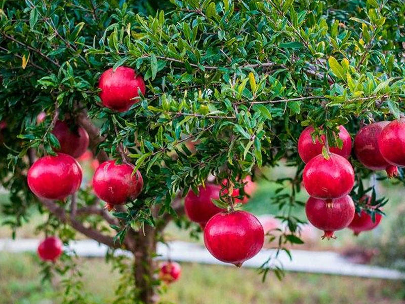 Гранат купить саженцы из питомника в Абакане