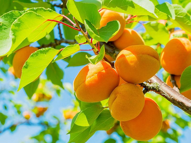 Абрикос купить саженцы из питомнике в Абакане