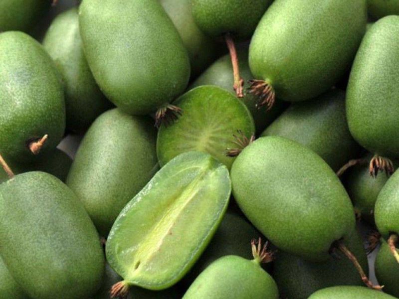 Актинидия купить саженцы из питомнике в Абакане
