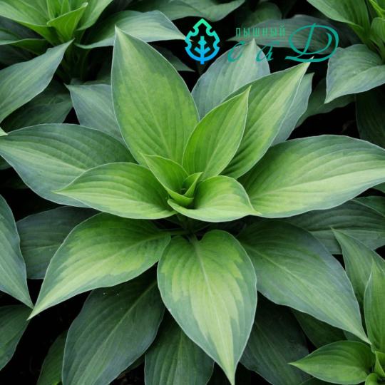 Хоста "СТРИПТИЗ"