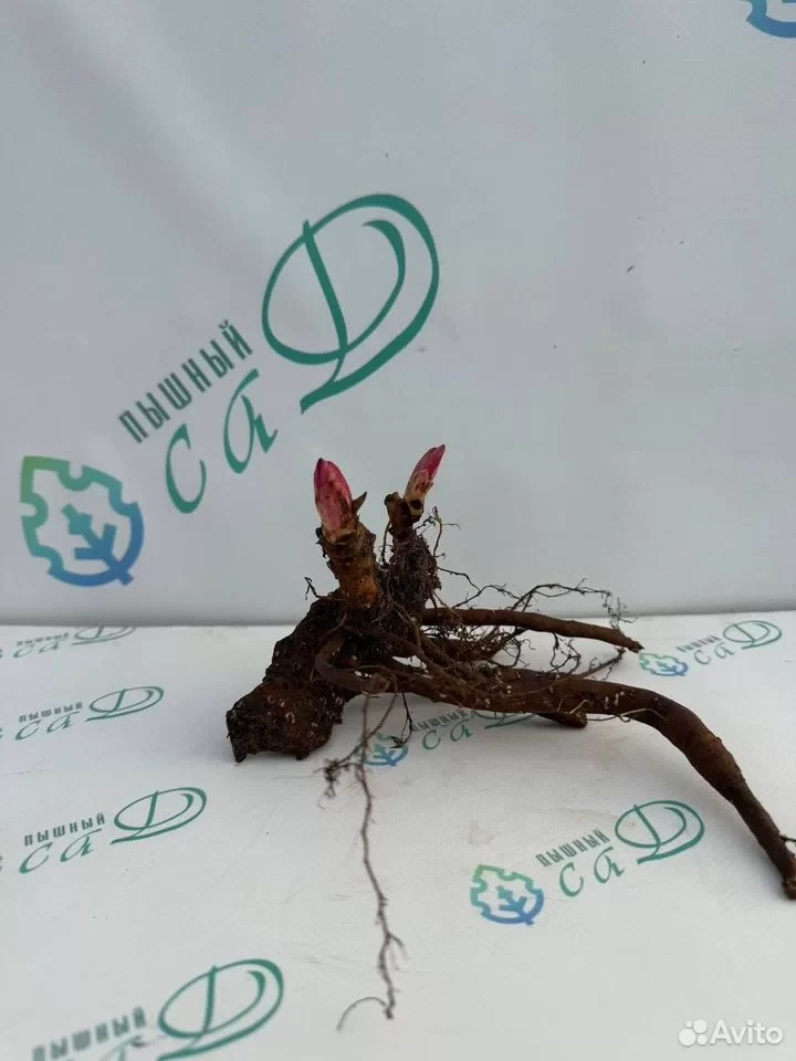 Пион "САННИ ГЁРЛ"