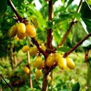 Кизил "ЯНТАРНЫЙ ЖЕЛТЫЙ"