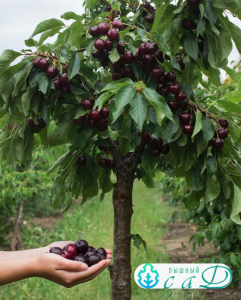 Вишня "ШОКОЛАДНИЦА" самоплодная (июль)